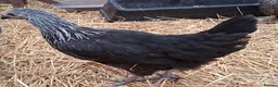 Chickens poultry for sale: Coloured hybrids pullets all female  - Advert 2