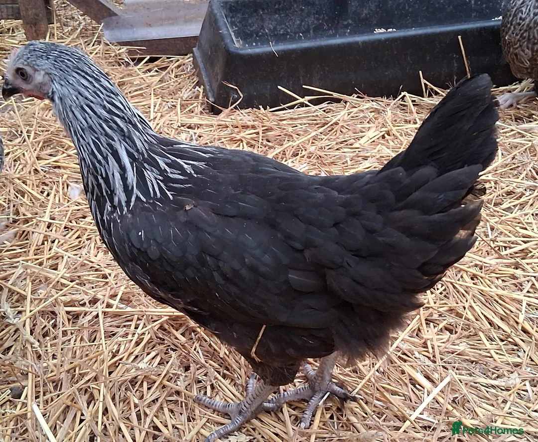 Chickens poultry for sale: Coloured hybrids pullets all female  - Advert 2