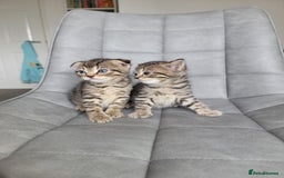 Scottish Fold cats for sale: Scottish mixed  - Image 7