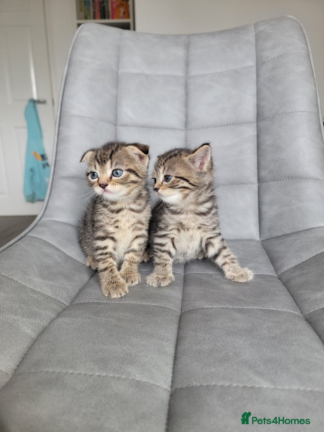 Scottish Fold cats for sale: Scottish mixed  - Image 7