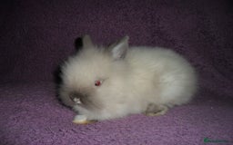 Lionhead rabbits for sale: BEAUTIFUL BABY DOUBLEMANE LIONHEAD RABBITS MALE - Image 6