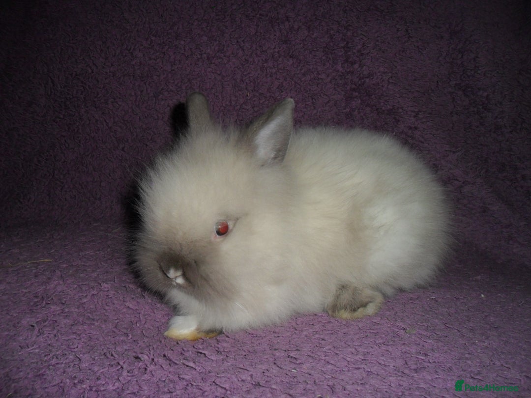 Lionhead rabbits for sale: BEAUTIFUL BABY DOUBLEMANE LIONHEAD RABBITS MALE - Image 6