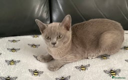 Burmese cats for sale: Registered Burmese kittens  - Image 2