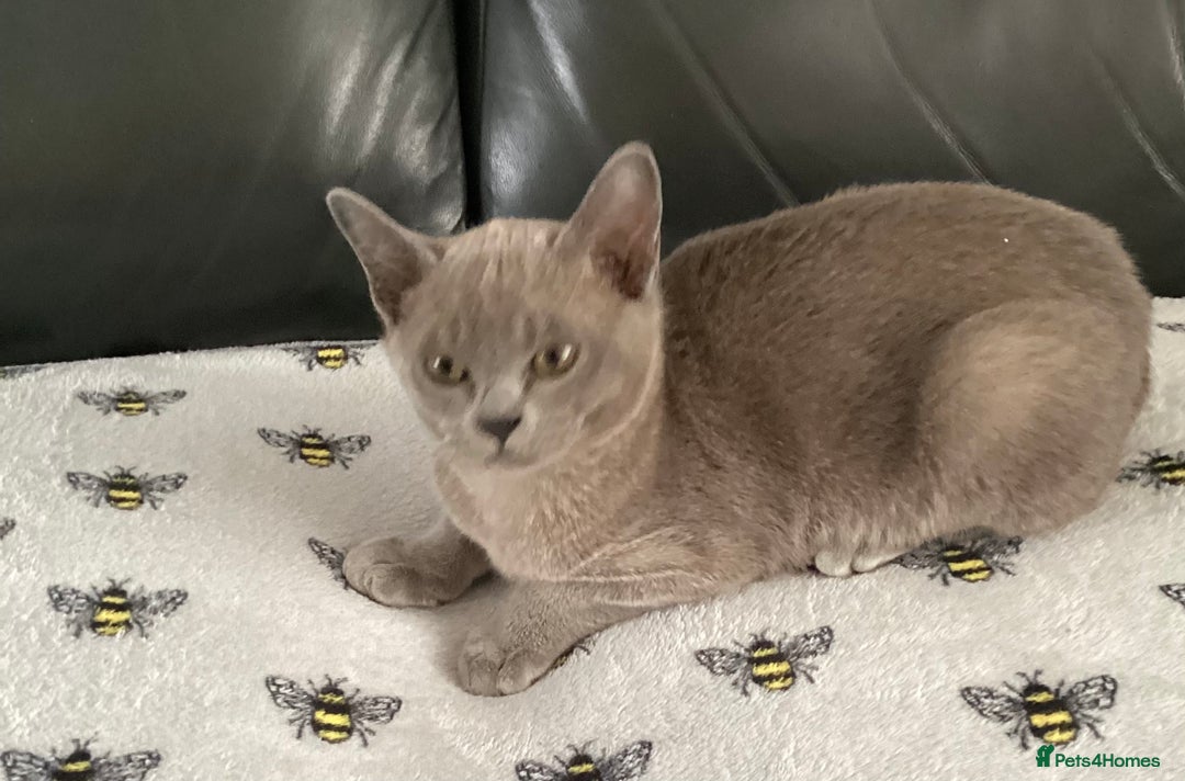 Burmese cats for sale: Registered Burmese kittens  - Image 2
