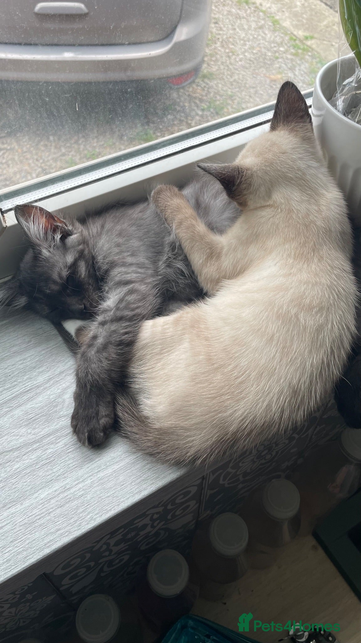Mixed Breed cats for sale: Ghost & Pandora looking for forever homes - Advert 2