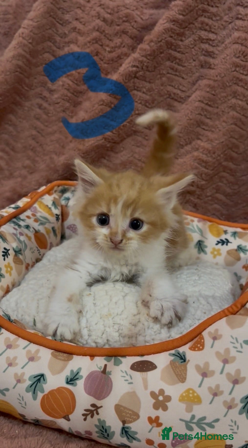 Mixed Breed cats for sale: 8 beautiful kittens ready for loving homes  - Advert 11