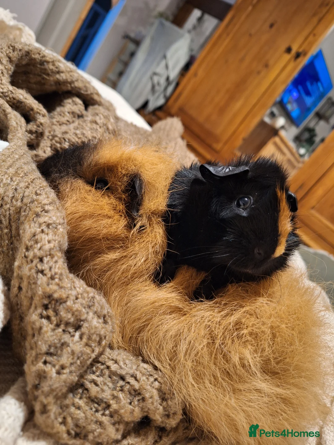 Guinea Pig rodents for sale: 2 male guinea pigs to be rehomed together. in Chippenham - Advert 1