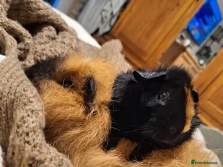 Guinea Pig rodents 2 male guinea pigs to be rehomed together. - Advert 1