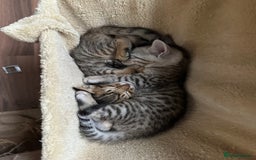 Mixed Breed cats for sale: Crossed BENGALS  - Image 3