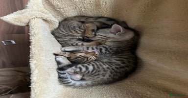 Mixed Breed cats - Advert 2