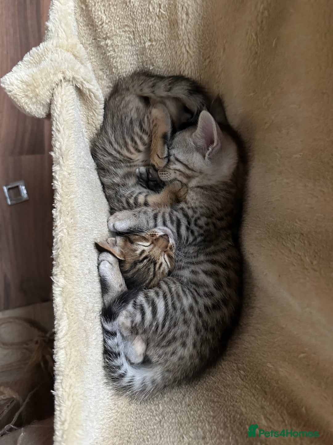Mixed Breed cats for sale: Crossed BENGALS  - Image 3