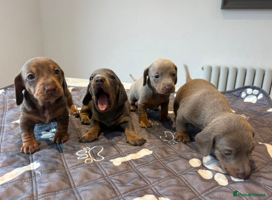Miniature Dachshund dogs for sale: Kennel club registered miniature dachshunds  - Advert 1