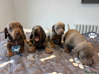 Miniature Dachshund dogs Kennel club registered miniature dachshunds - Advert 1