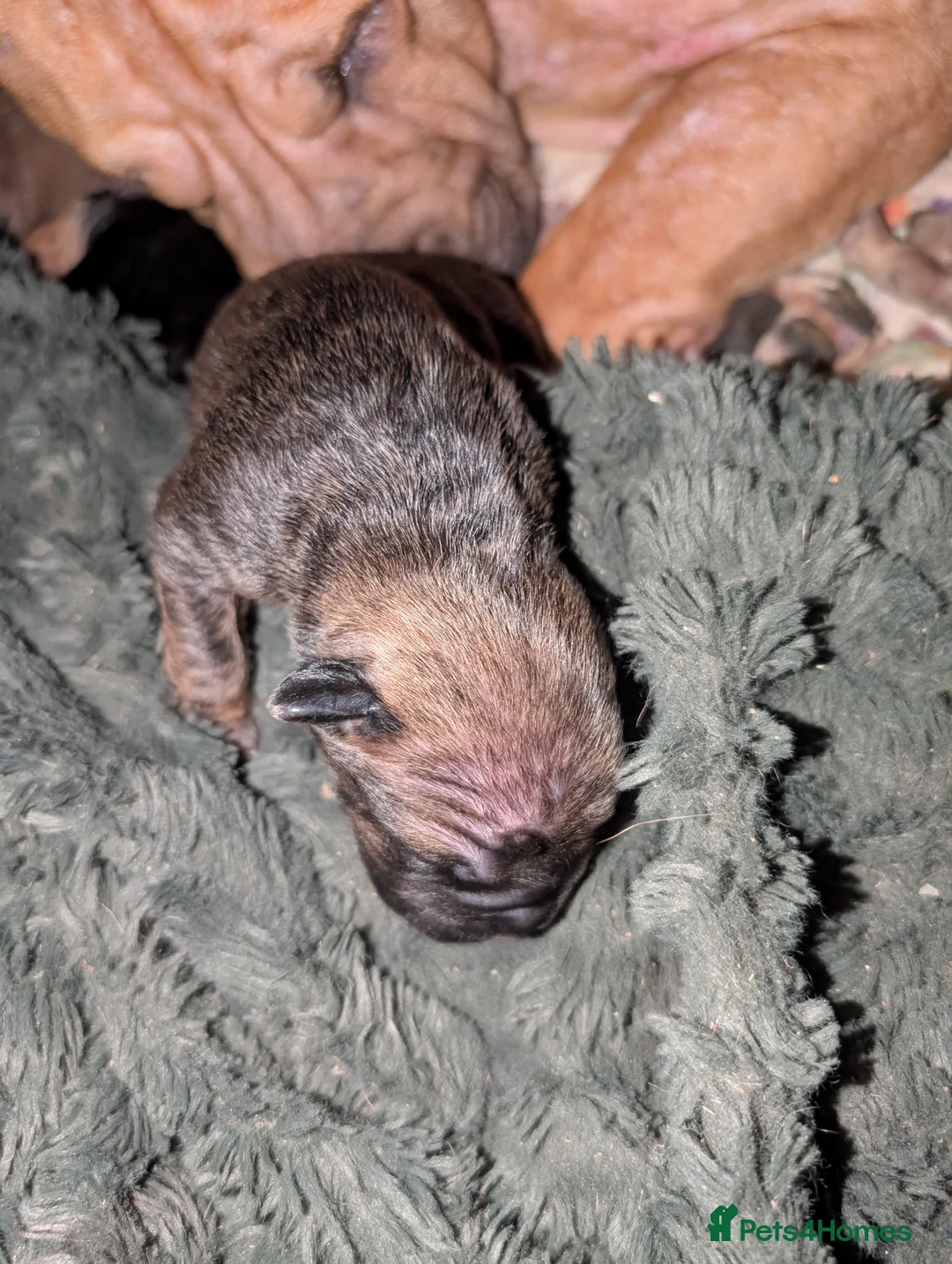 Mixed Breed dogs for sale: Shar pei cross cane Corso puppies  - Advert 2