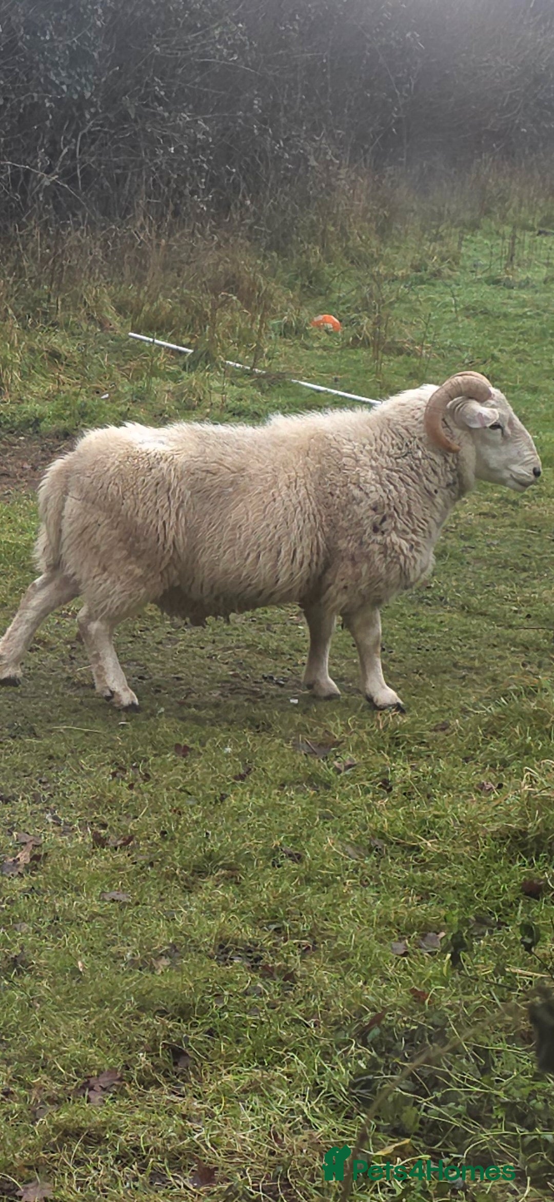 Sheep livestock Texel × Welsh Ram - Advert 1