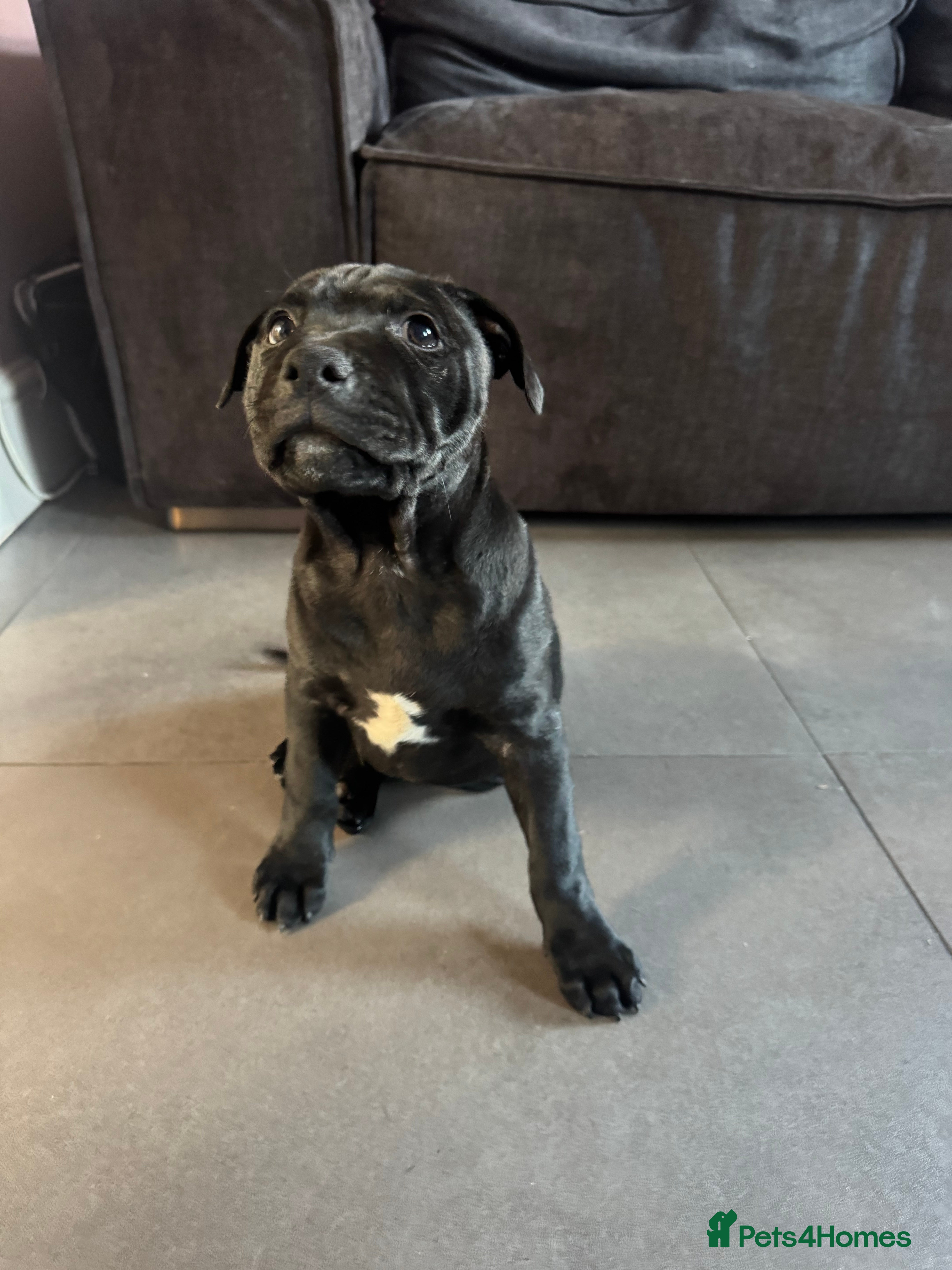 Staffordshire Bull Terrier dogs 1 remaining! Pharaon X Piro X Bill Champion pups - Advert 2