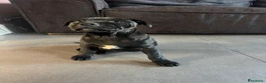 Staffordshire Bull Terrier Puppy 2