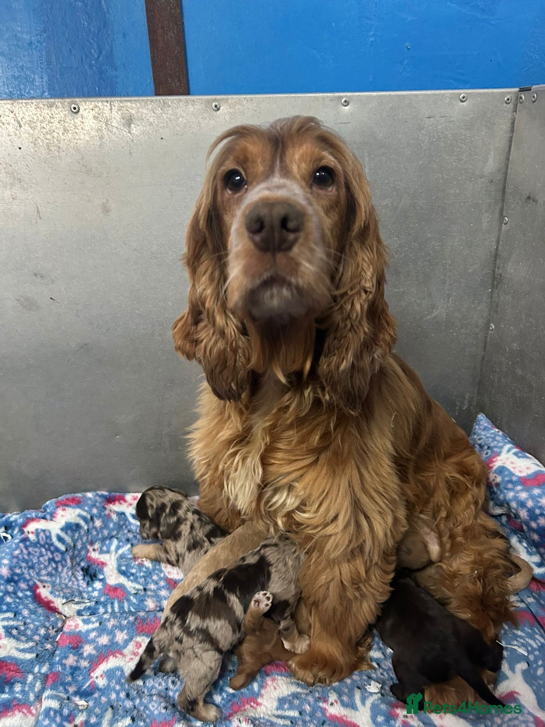 Cockapoo dogs for sale: Cockapoo puppies Rainbow litter  - Image 23