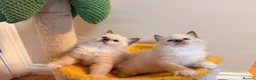 Ragdoll cats for sale: Stunning 🌟 Pure 🌟 Ragdoll Kittens PKD/HCM ✅  - Advert 4