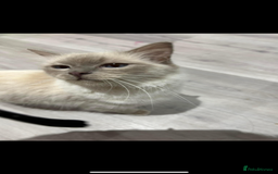Ragdoll cats for sale: Pedigree Blue & Seal Ragdoll kittens in Oswestry - Image 13