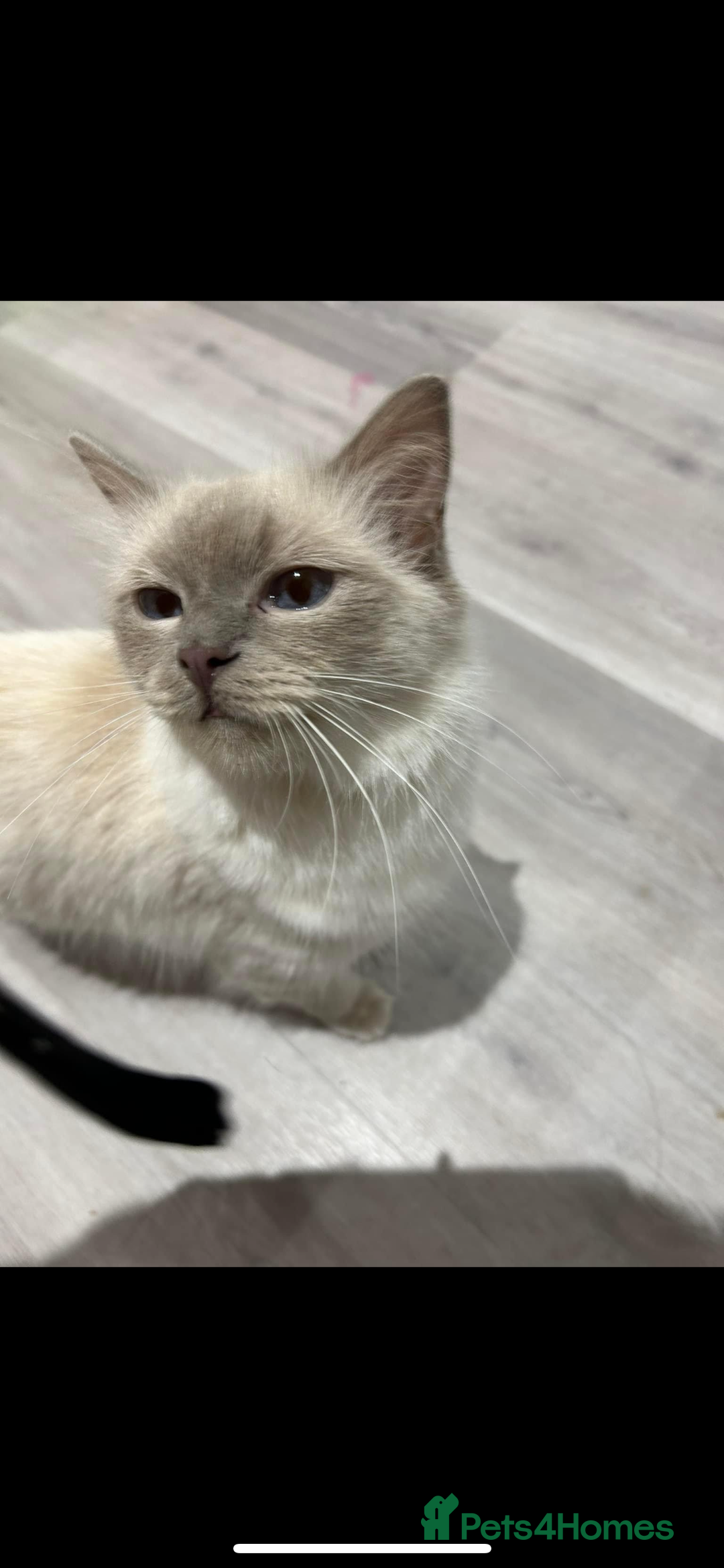 Ragdoll cats for sale: Pedigree Blue & Seal Ragdoll kittens in Oswestry - Image 13