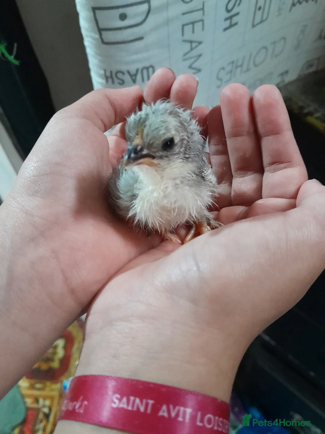 Chickens poultry for sale: Lavender Pekin chicks for sale in Whitstable - Advert 7