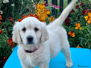 Mini Goldendoodle dogs 1 girl left mini Goldendoodles puppies for sale - Advert 17