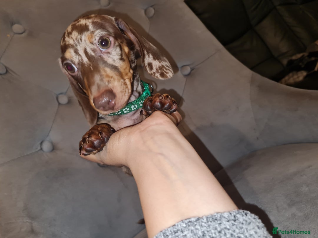 Miniature Dachshund dogs for sale: 🩵Beautiful Spotted Male Dachshund🩵 - Advert 5