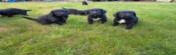 Mixed Breed dogs for sale: Sprockerdors - Advert 5