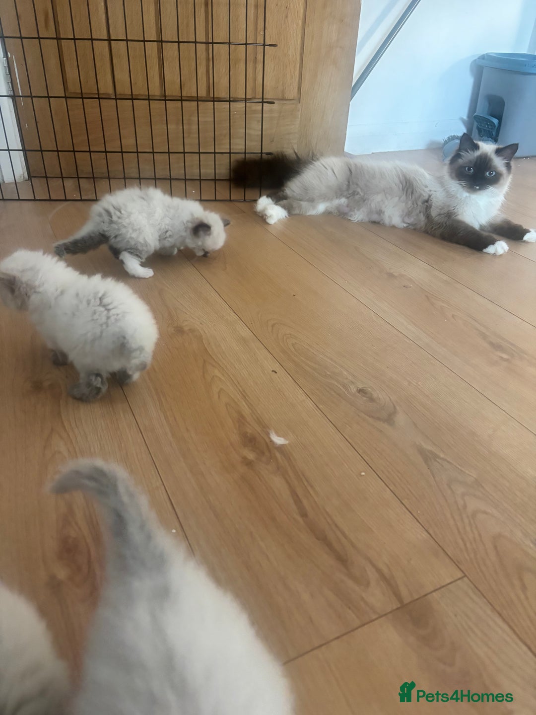Ragdoll cats for sale: GCCF champion bloodline seal point Ragdollls - Image 5