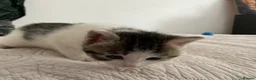 Domestic Shorthair cats for sale: Beautiful kittens ready in 5 weeks - Advert 27