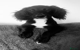 Mixed Breed dogs for sale: Cockapoo X Springer Spaniel 🤎🐶 - Image 1
