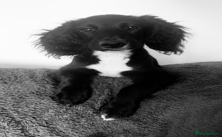 Mixed Breed dogs - Advert 2
