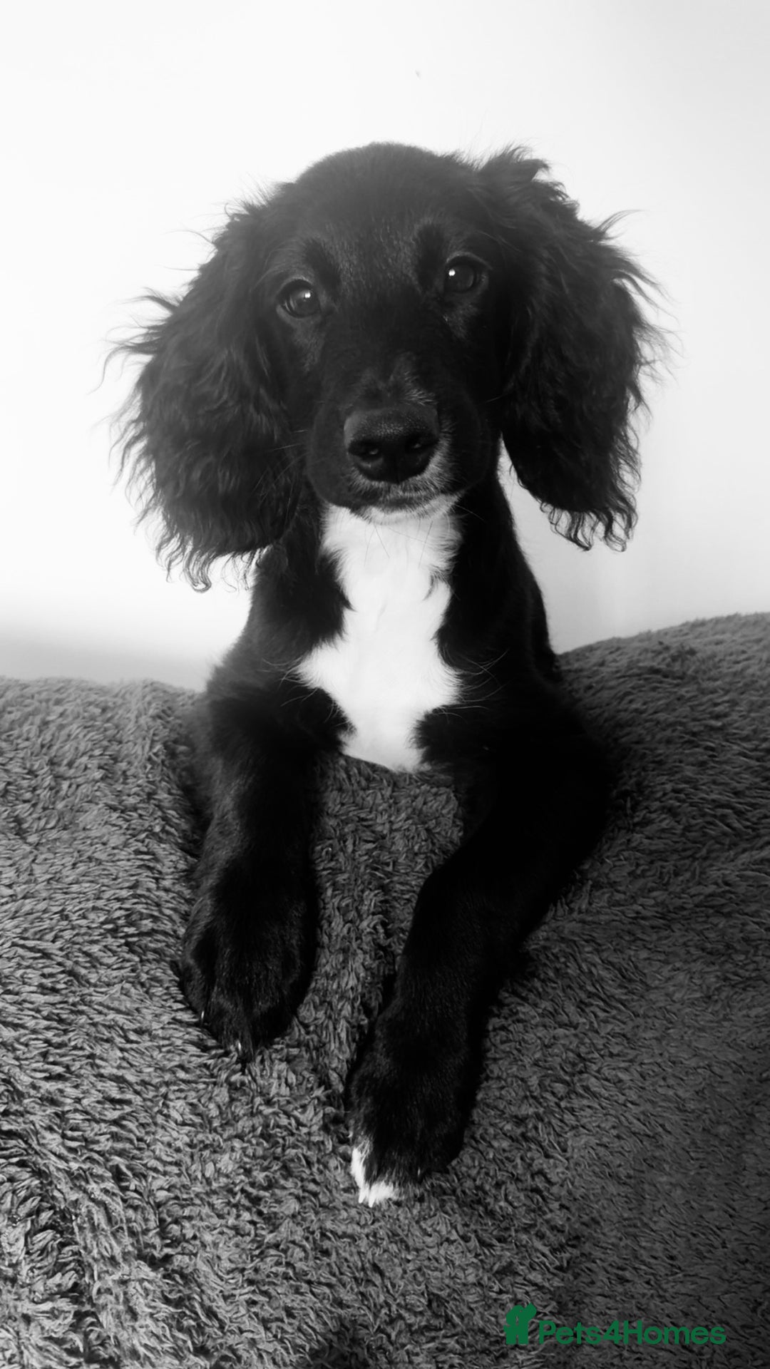 Mixed Breed dogs for sale: Cockapoo X Springer Spaniel 🤎🐶 - Image 1