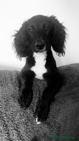 Mixed Breed dogs - Advert 2