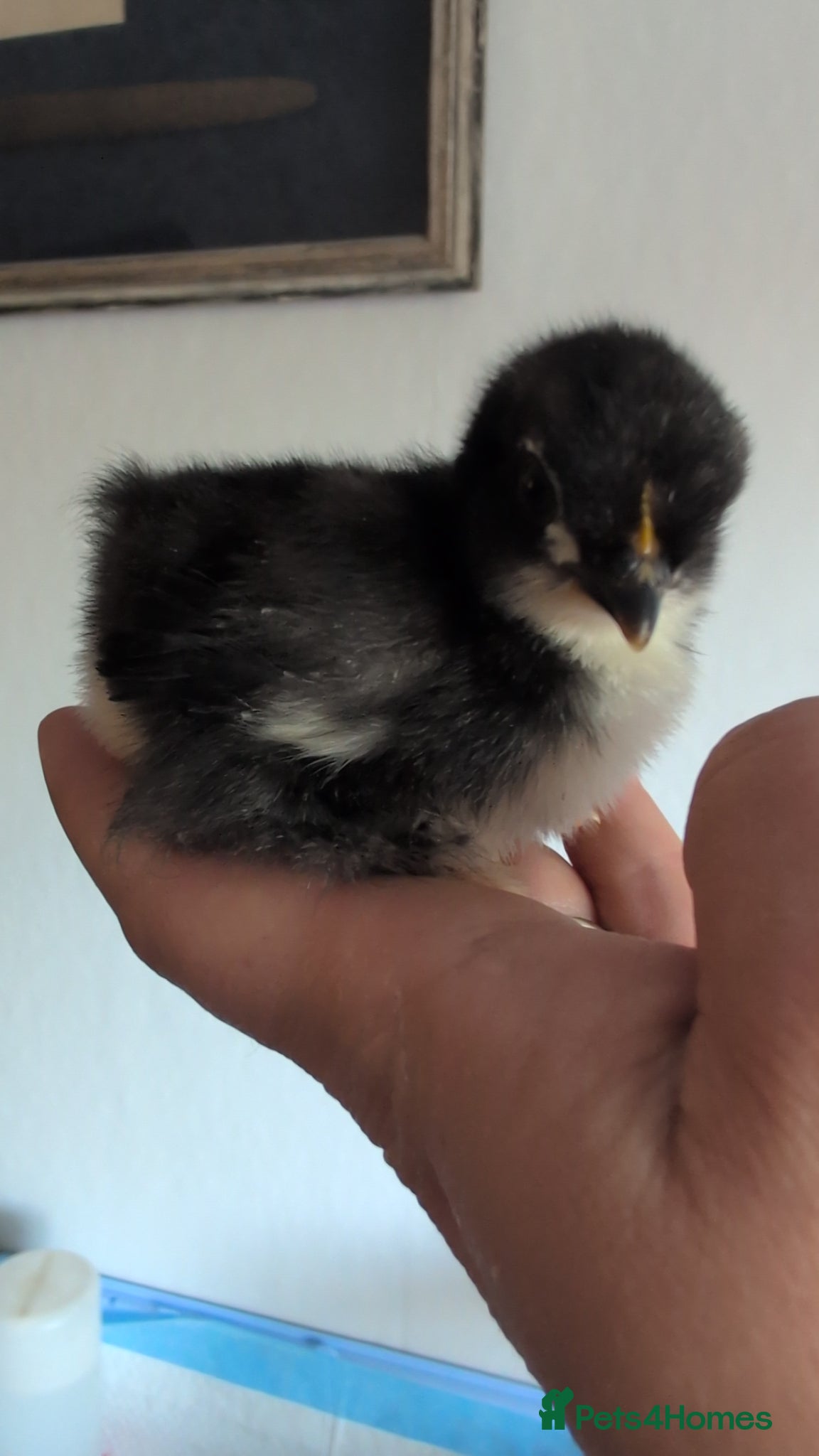 Chickens poultry Pekins, Quails, Eggs - Contact for availability  - Advert 3