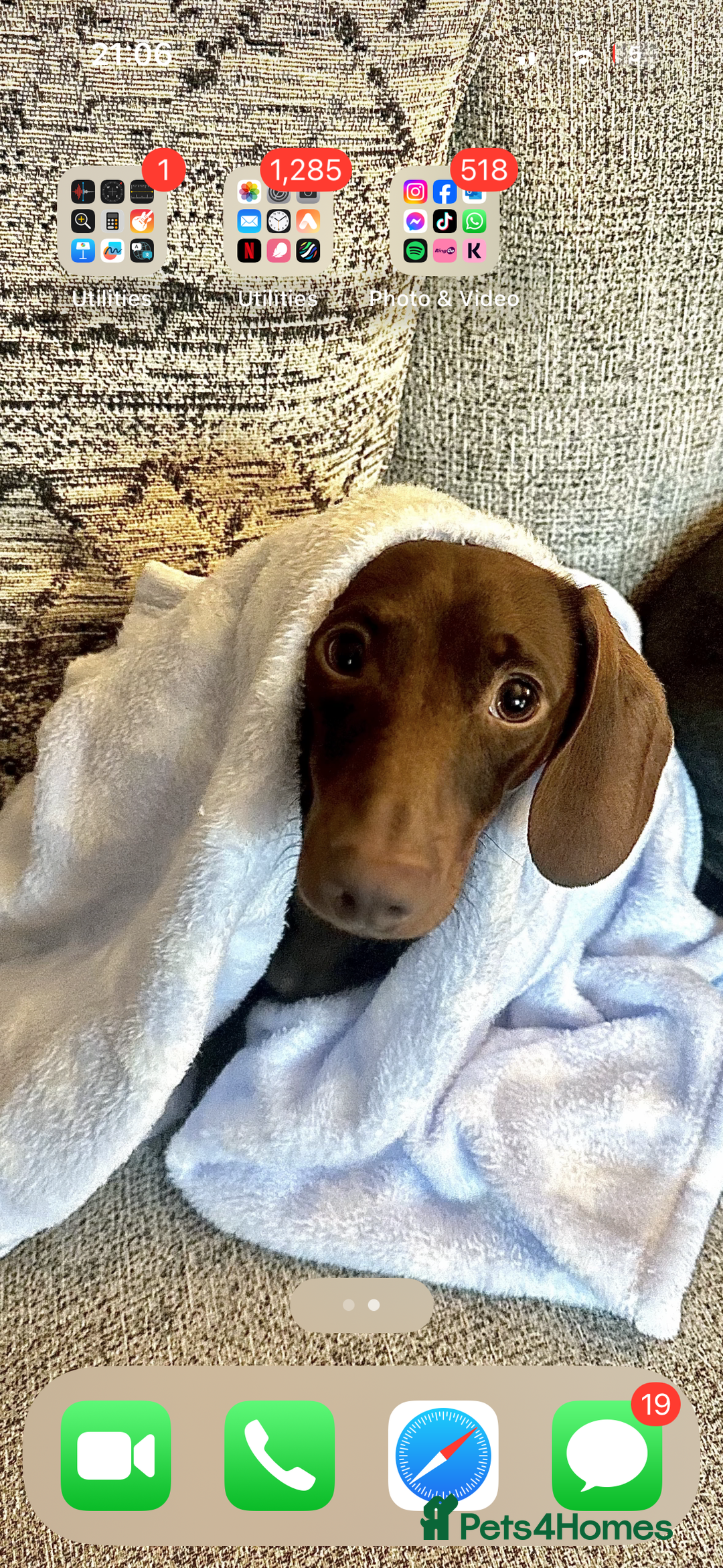 Miniature Dachshund dogs for stud: KC registered Miniature Daschund for stud! 🤎 - Advert 9