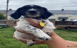Cocker Spaniel dogs for sale: Cocker spaniel pups 3 male  - Image 8