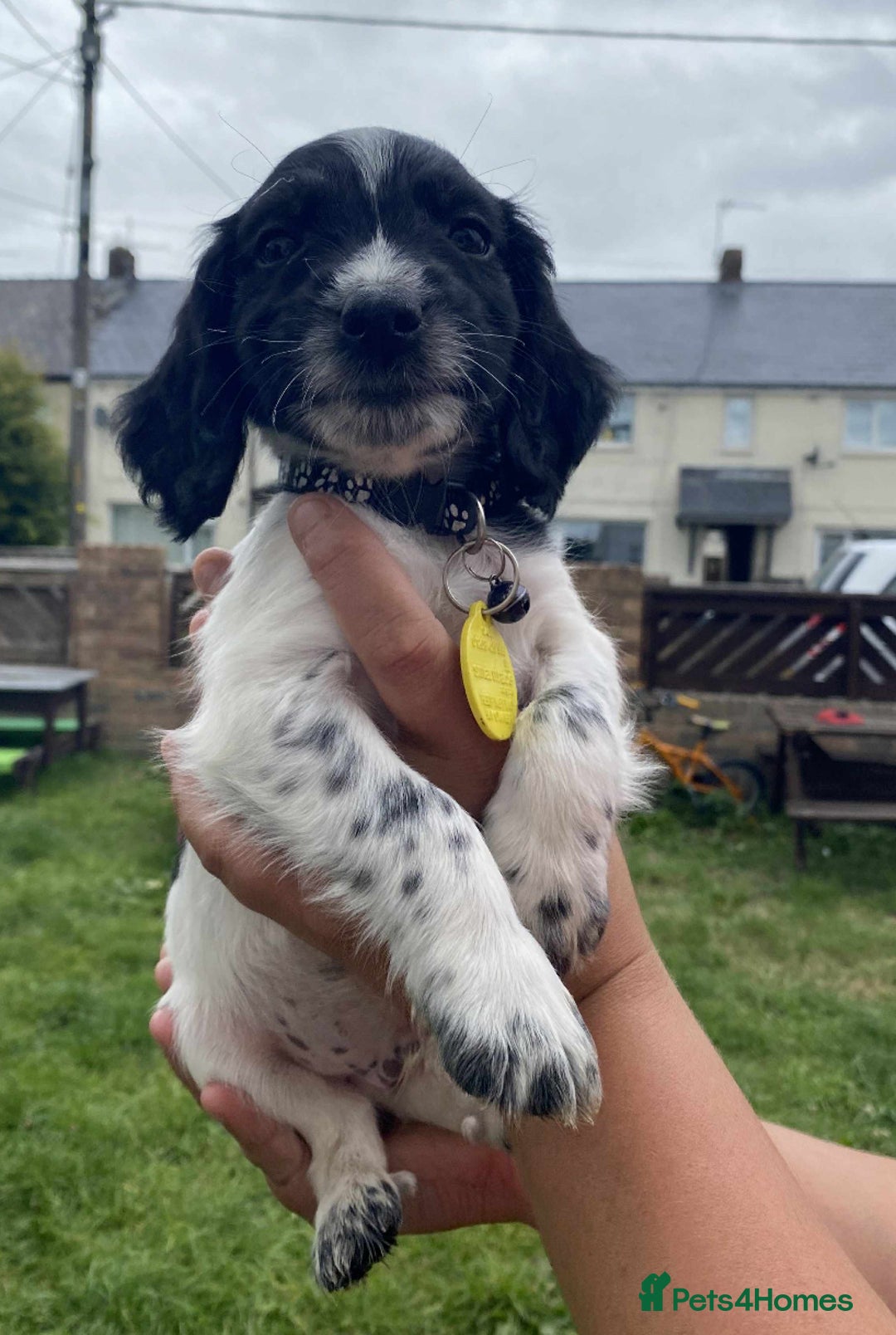 Cocker Spaniel dogs for sale: Cocker spaniel pups 3 male  - Image 8