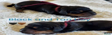 Ozzy (black and tan boy)