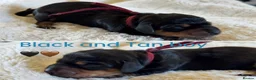 Miniature Dachshund dogs for sale: KC Reg Smooth Haired Miniature Dachshund Puppies - Advert 14