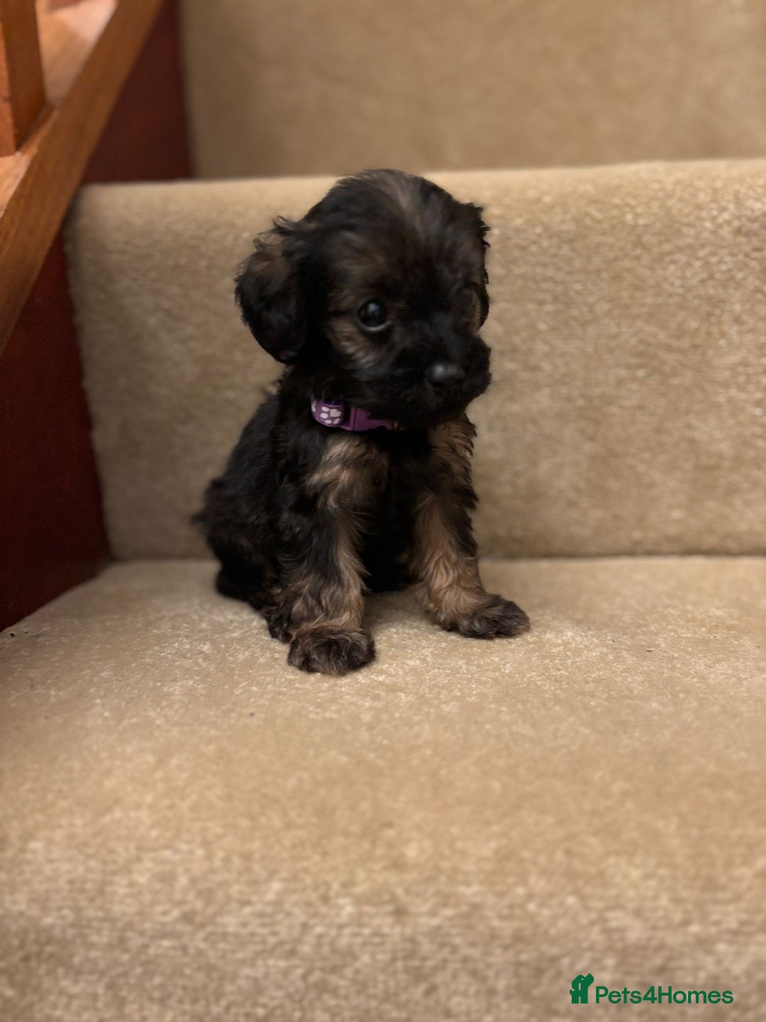 Cavapoo dogs for sale: F1A Cavapoos - Advert 12