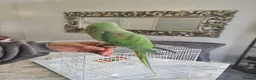 Parrots birds for sale: Hand Tame Alexandrine - Advert 2