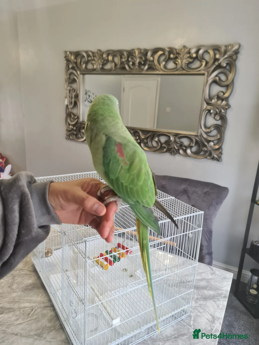 Parrots birds for sale: Hand Tame Alexandrine - Advert 2