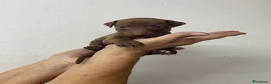 Red male 
