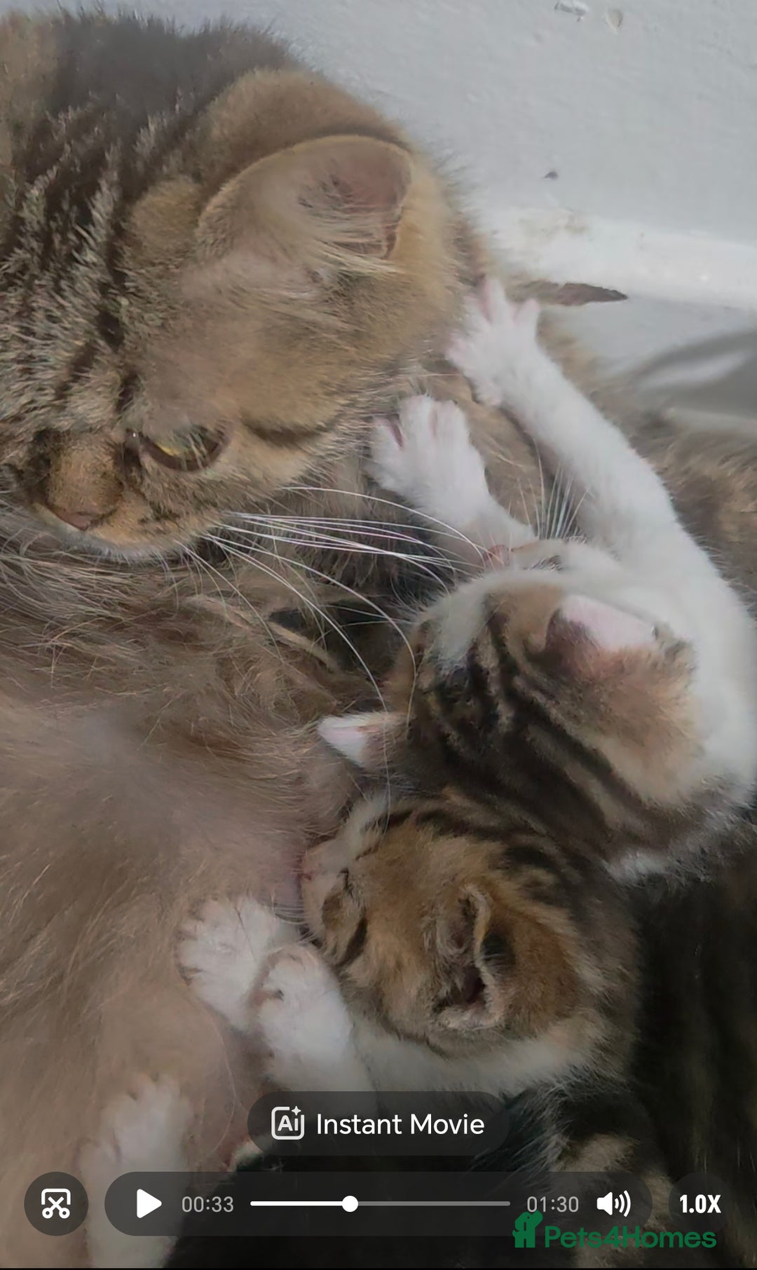 Mixed Breed cats for sale: Kittens for sale!  - Advert 16