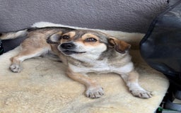 Mixed Breed dogs for adoption:  Lovely little Nora is ready for her forever home - Image 2