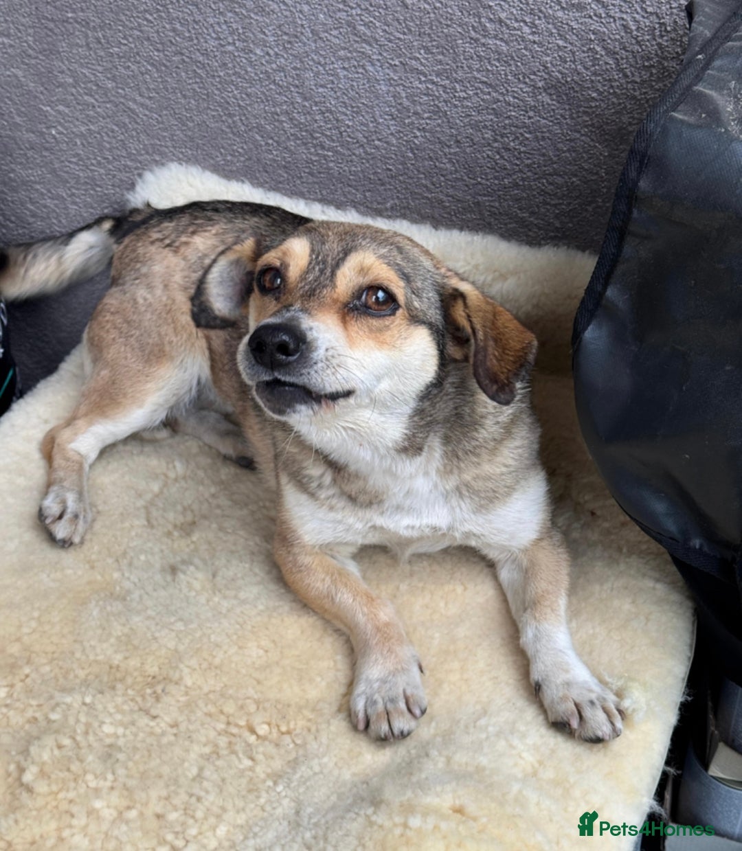 Mixed Breed dogs for adoption:  Lovely little Nora is ready for her forever home - Image 2
