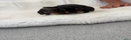 Miniature Dachshund dogs for sale: beautiful minature dapple dachshund puppies  in Pulborough - Advert 5