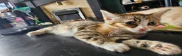 Mixed Breed cats for sale: 4 adorable female kittens for sale  - Advert 19